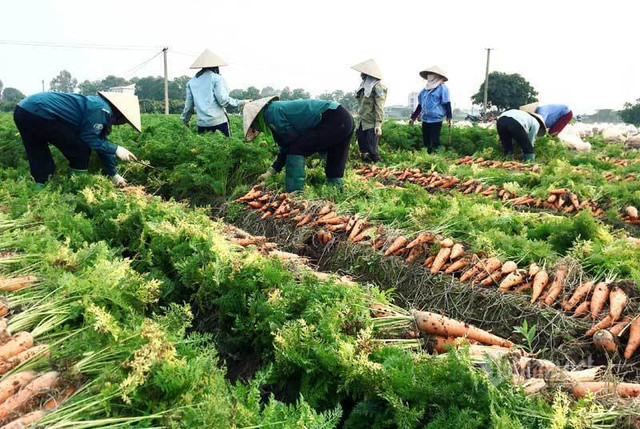 Giải cứu gấp 100 ngàn tấn sản vật Hải Dương Giai cuu gap 100 ngan tan san vat Hai Duong