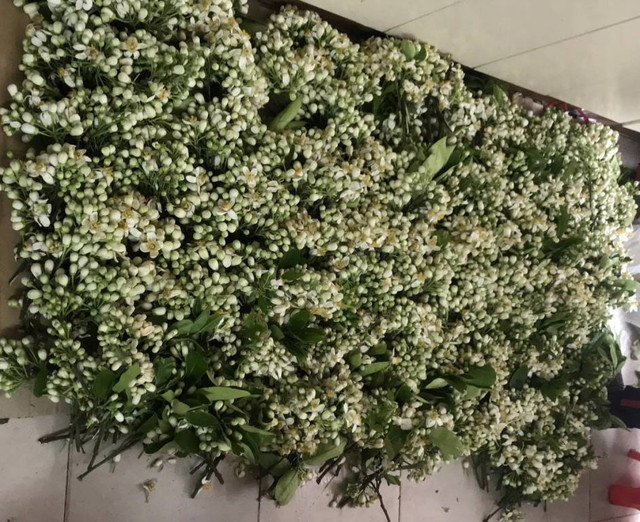 Chủ sạp bỏ quả bán hàng chục cân hoa bưởi, thu tiền triệu mỗi ngày - Hình 3 Chu sap bo qua ban hang chuc can hoa buoi, thu tien trieu moi ngay-Hinh-3