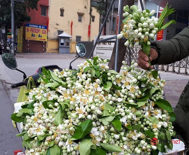 Chủ sạp bỏ quả bán hàng chục cân hoa bưởi, thu tiền triệu mỗi ngày - Hình 2 Chu sap bo qua ban hang chuc can hoa buoi, thu tien trieu moi ngay-Hinh-2