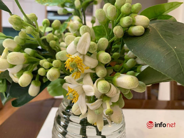 Chủ sạp bỏ quả bán hàng chục cân hoa bưởi, thu tiền triệu mỗi ngày - Hình 4 Chu sap bo qua ban hang chuc can hoa buoi, thu tien trieu moi ngay-Hinh-4