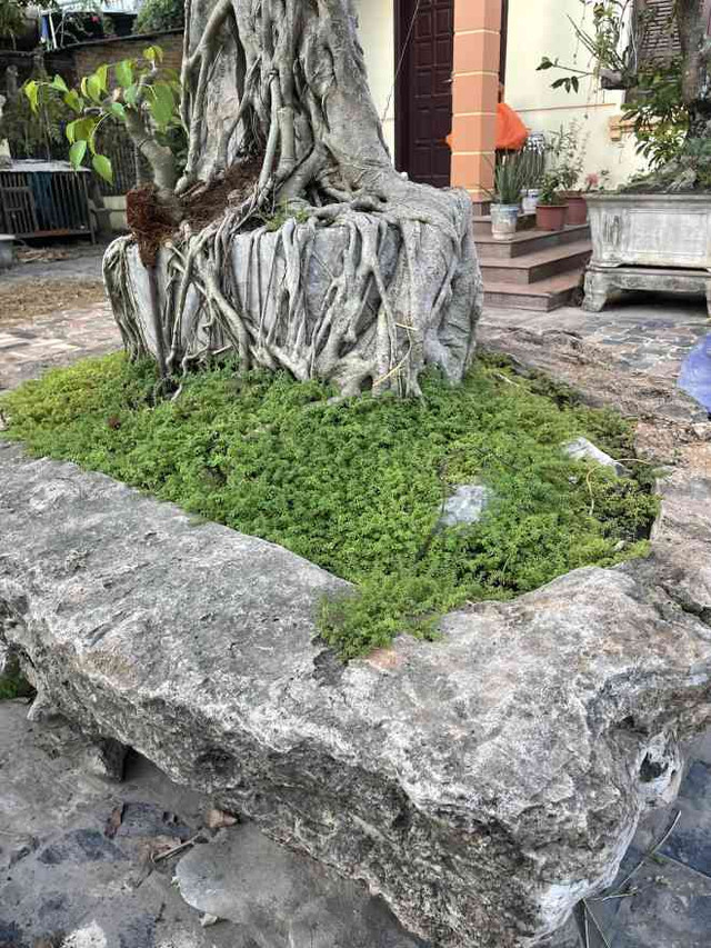 Lão nông mua cây sanh xấu xí về uốn, khách trả giá khủng quyết không bán - Hình 4 Lao nong mua cay sanh xau xi ve uon, khach tra gia khung quyet khong ban-Hinh-4