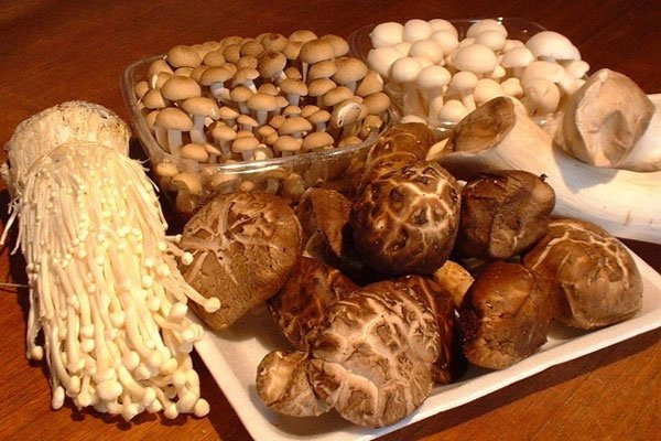 Mua nấm cứ nhìn vào điểm này đảm bảo bách phát bách trúng Mua nam cu nhin vao diem nay dam bao bach phat bach trung