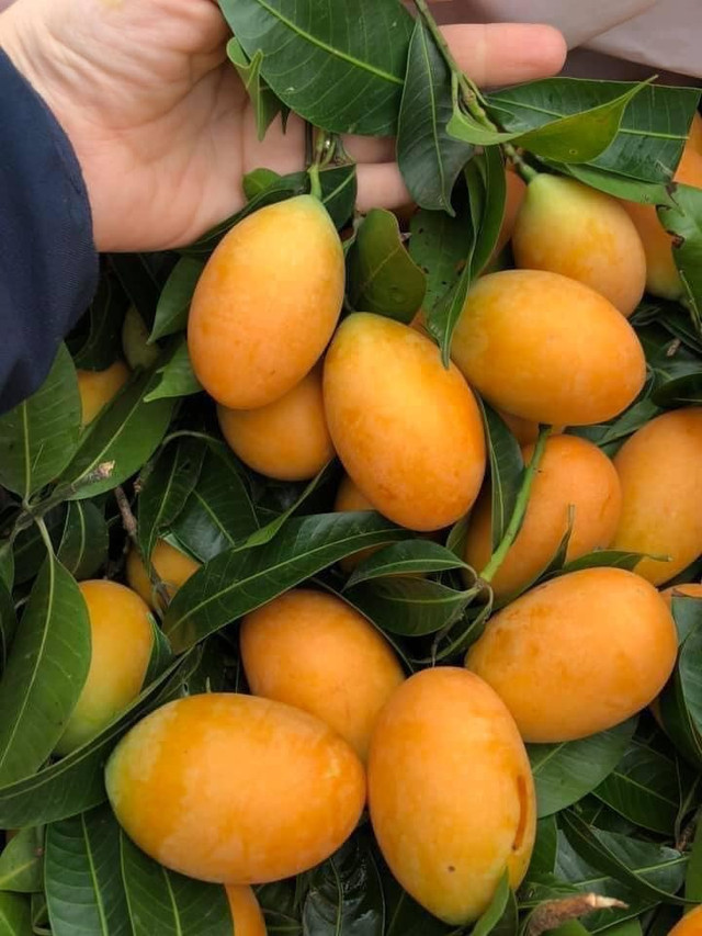 Thanh trà Thái giá rẻ bất ngờ, hóa ra hàng nhà thanh trà miền Tây - Hình 2 Thanh tra Thai gia re bat ngo, hoa ra hang nha thanh tra mien Tay-Hinh-2