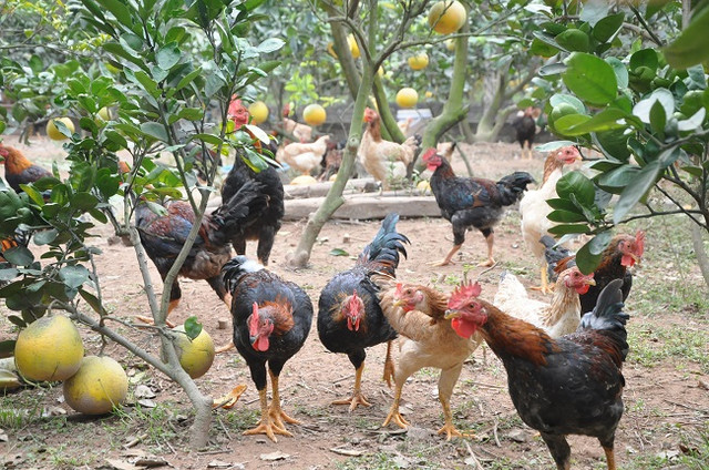 Chăm vườn bưởi cổ hàng vạn quả giữa Thủ đô thu cả tỷ đồng - Hình 4 Cham vuon buoi co hang van qua giua Thu do thu ca ty dong-Hinh-4