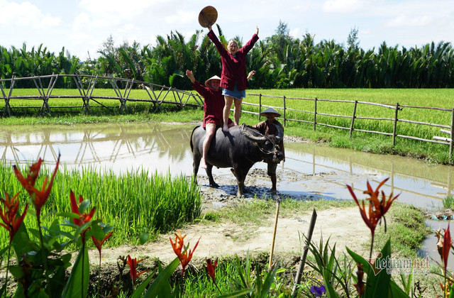 Rủ Tây ra đồng cưỡi trâu, dân Hội An thu tiền đô - Hình 9 Ru Tay ra dong cuoi trau, dan Hoi An thu tien do-Hinh-9