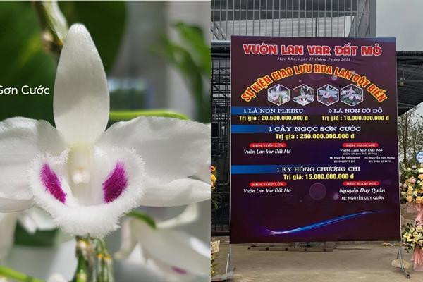 Vén màn cuộc chuyển nhượng lan var Ngọc Sơn Cước 250 tỷ đồng - Hình 2 Ven man cuoc chuyen nhuong lan var Ngoc Son Cuoc 250 ty dong-Hinh-2