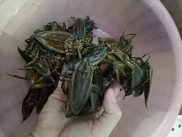 Loại côn trùng giống gián bán 3,5 triệu/kg - Hình 2 Loai con trung giong gian ban 3,5 trieu/kg-Hinh-2