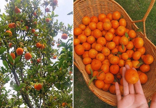 Trương Hinh Dư: Từ "gái hư" đến cuộc sống bình dị bên chồng sĩ quan - Hình 5 Truong Hinh Du: Tu
