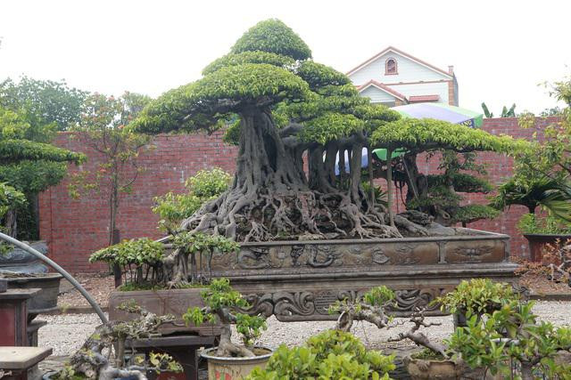 Siêu cây sanh dáng lạ, đại gia sẵn sàng mua đứt 7 tỷ - Hình 6 Sieu cay sanh dang la, dai gia san sang mua dut 7 ty-Hinh-6