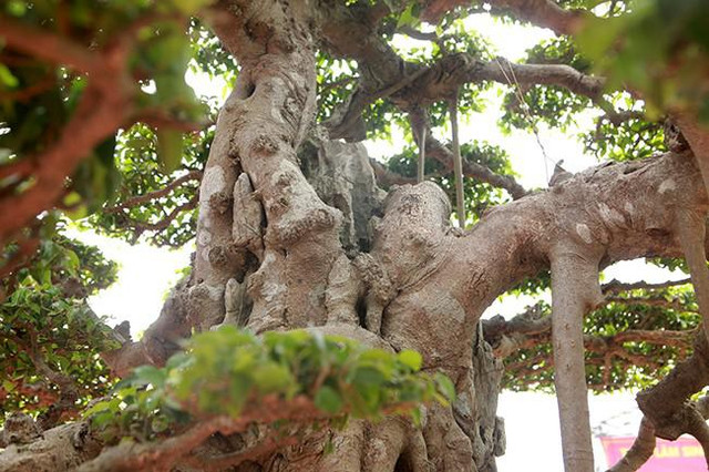 Siêu cây sanh dáng lạ, đại gia sẵn sàng mua đứt 7 tỷ - Hình 5 Sieu cay sanh dang la, dai gia san sang mua dut 7 ty-Hinh-5