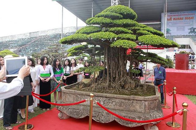 Siêu cây sanh dáng lạ, đại gia sẵn sàng mua đứt 7 tỷ Sieu cay sanh dang la, dai gia san sang mua dut 7 ty