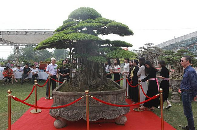 Siêu cây sanh dáng lạ, đại gia sẵn sàng mua đứt 7 tỷ - Hình 2 Sieu cay sanh dang la, dai gia san sang mua dut 7 ty-Hinh-2
