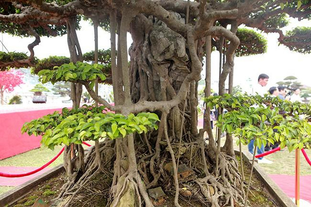 Siêu cây sanh dáng lạ, đại gia sẵn sàng mua đứt 7 tỷ - Hình 3 Sieu cay sanh dang la, dai gia san sang mua dut 7 ty-Hinh-3