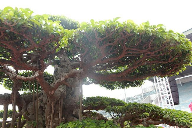 Siêu cây sanh dáng lạ, đại gia sẵn sàng mua đứt 7 tỷ - Hình 4 Sieu cay sanh dang la, dai gia san sang mua dut 7 ty-Hinh-4