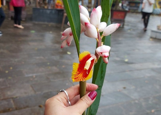 Bất ngờ loại hoa lan hệt như bông lúa, dân buôn bán cả nghìn cành - Hình 3 Bat ngo loai hoa lan het nhu bong lua, dan buon ban ca nghin canh-Hinh-3