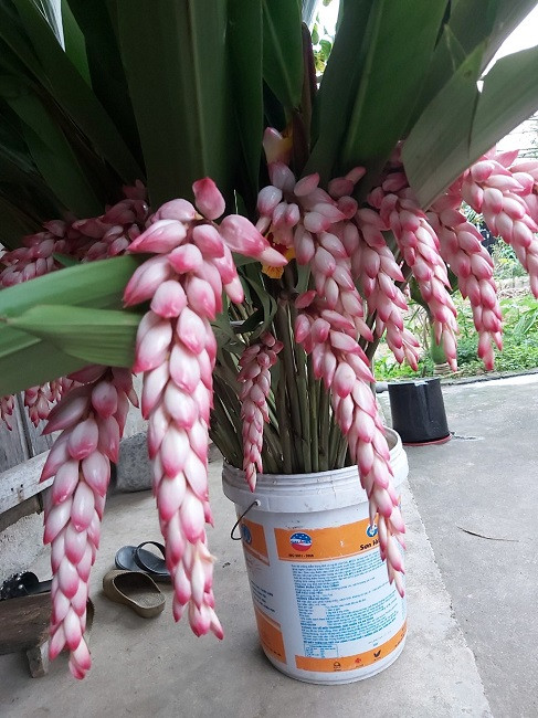 Bất ngờ loại hoa lan hệt như bông lúa, dân buôn bán cả nghìn cành - Hình 5 Bat ngo loai hoa lan het nhu bong lua, dan buon ban ca nghin canh-Hinh-5
