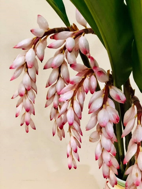 Bất ngờ loại hoa lan hệt như bông lúa, dân buôn bán cả nghìn cành Bat ngo loai hoa lan het nhu bong lua, dan buon ban ca nghin canh