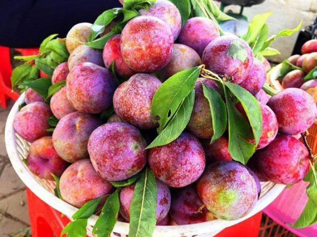 Bật mí cách chọn mận giòn ngọt, không sợ tẩm chất bảo quản Bat mi cach chon man gion ngot, khong so tam chat bao quan