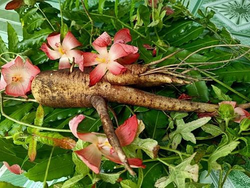 Cẩn trọng với sâm bố chính bị thổi phồng công dụng như thuốc tiên - Hình 4 Can trong voi sam bo chinh bi thoi phong cong dung nhu thuoc tien-Hinh-4