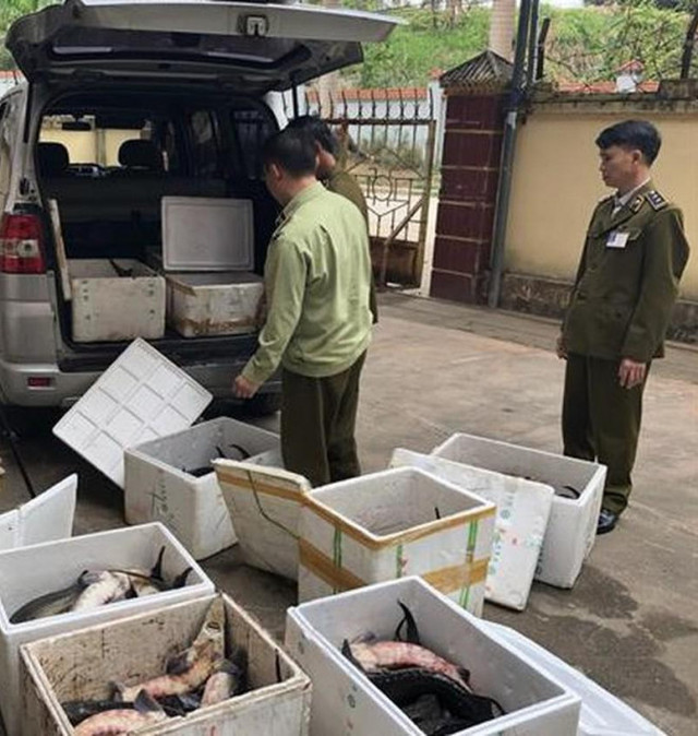 Cá tầm Trung Quốc quá nhiều, hạ đo ván cá trong nước - Hình 2 Ca tam Trung Quoc qua nhieu, ha do van ca trong nuoc-Hinh-2