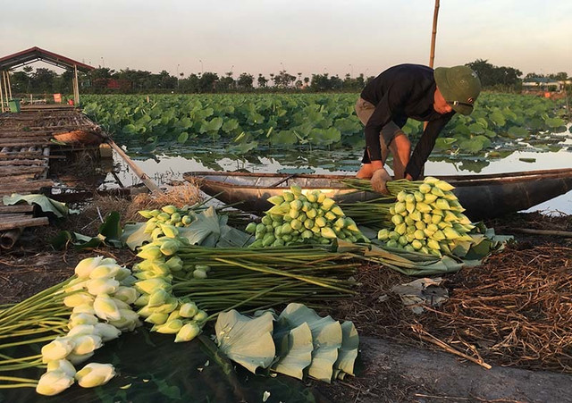 Kỷ lục triệu bông hoa sen của anh nông dân Hà Nội - Hình 4 Ky luc trieu bong hoa sen cua anh nong dan Ha Noi-Hinh-4