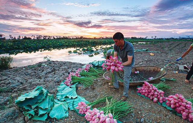 Kỷ lục triệu bông hoa sen của anh nông dân Hà Nội - Hình 2 Ky luc trieu bong hoa sen cua anh nong dan Ha Noi-Hinh-2