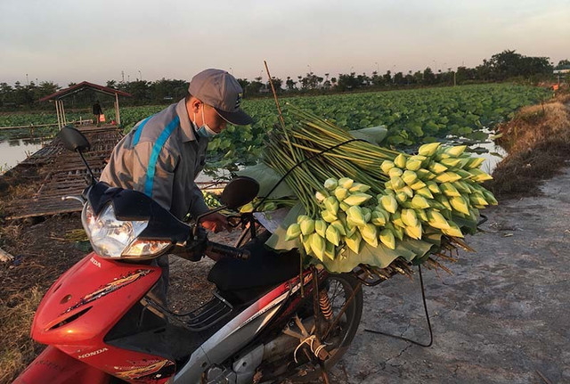 Kỷ lục triệu bông hoa sen của anh nông dân Hà Nội - Hình 5 Ky luc trieu bong hoa sen cua anh nong dan Ha Noi-Hinh-5