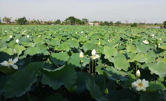 Kỷ lục triệu bông hoa sen của anh nông dân Hà Nội - Hình 6 Ky luc trieu bong hoa sen cua anh nong dan Ha Noi-Hinh-6