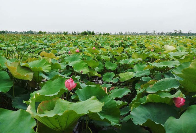 Kỷ lục triệu bông hoa sen của anh nông dân Hà Nội Ky luc trieu bong hoa sen cua anh nong dan Ha Noi