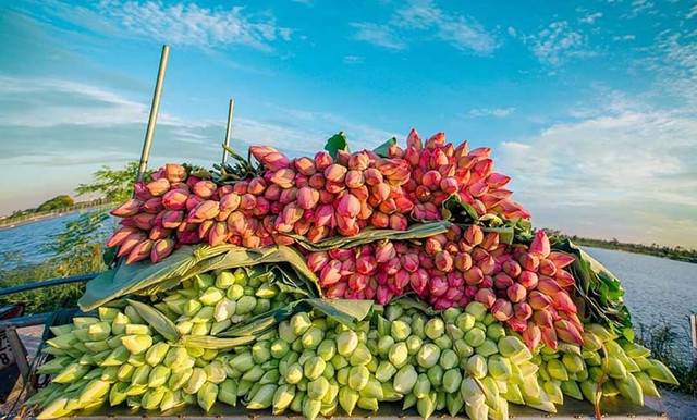 Kỷ lục triệu bông hoa sen của anh nông dân Hà Nội - Hình 7 Ky luc trieu bong hoa sen cua anh nong dan Ha Noi-Hinh-7