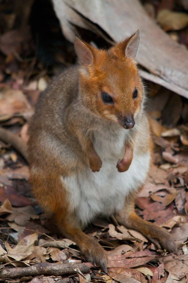 Loài cây ở Australia có độc gây đau đớn hàng năm trời - Hình 7 Loai cay o Australia co doc gay dau don hang nam troi-Hinh-7