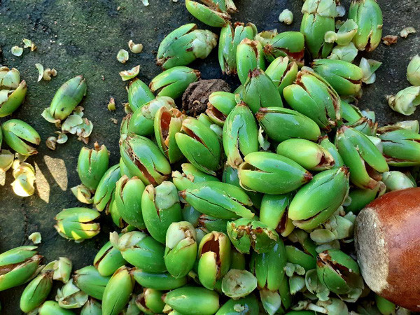 Loại quả thường bỏ đi, dân làm mứt bán giá cao vẫn đắt hàng - Hình 2 Loai qua thuong bo di, dan lam mut ban gia cao van dat hang-Hinh-2
