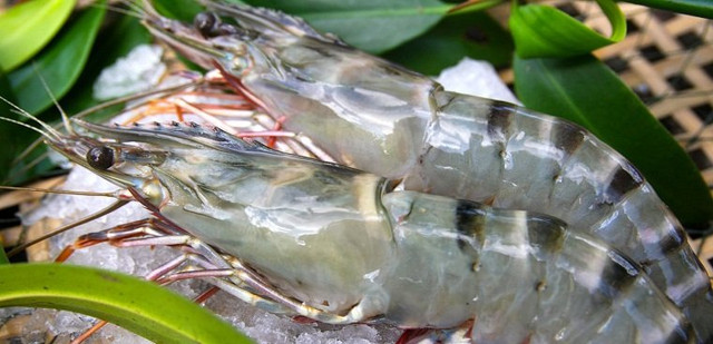 Chọn tôm chỉ cần nhìn vào 3 điểm này, bách phát bách trúng - Hình 2 Chon tom chi can nhin vao 3 diem nay, bach phat bach trung-Hinh-2