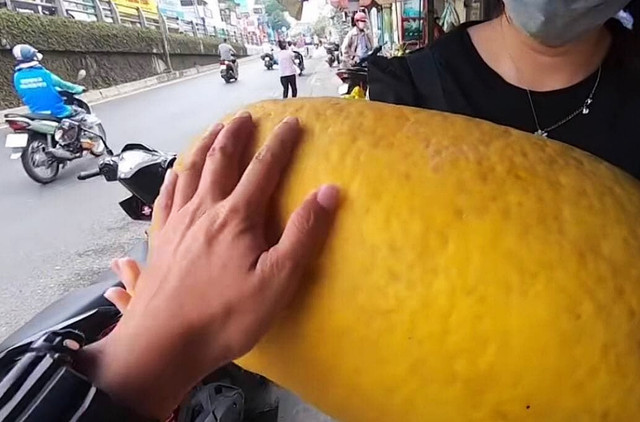 Dân mạng xôn xao loại bưởi lạ to như quả bí khổng lồ - Hình 4 Dan mang xon xao loai buoi la to nhu qua bi khong lo-Hinh-4