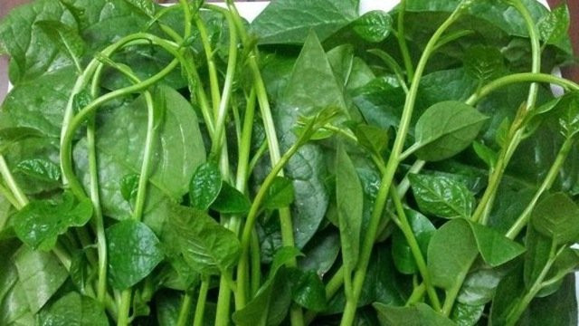 6 lợi ích không ngờ khi bạn thường xuyên ăn rau mồng tơi 6 loi ich khong ngo khi ban thuong xuyen an rau mong toi