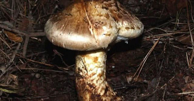 Nhà giàu săn nấm ăn chay có mức giá mà nhà nghèo không dám nghĩ đến - Hình 3 Nha giau san nam an chay co muc gia ma nha ngheo khong dam nghi den-Hinh-3