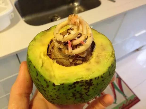 Bỏ quên bắp trong nồi và loạt rau củ "đột biến" chỉ tại não cá vàng - Hình 4 Bo quen bap trong noi va loat rau cu
