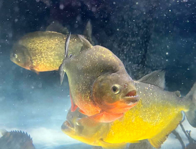 Bị cấm nhưng cá piranha vẫn được bán tràn lan Bi cam nhung ca piranha van duoc ban tran lan
