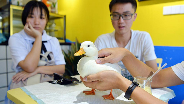 Loài vịt trở thành thú cưng mới của giới trẻ Trung Quốc - Hình 2 Loai vit tro thanh thu cung moi cua gioi tre Trung Quoc-Hinh-2