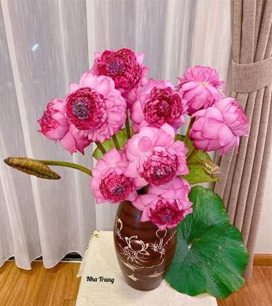 Hà thành lên cơn sốt hoa sen khổng lồ nghìn cánh Ha thanh len con sot hoa sen khong lo nghin canh