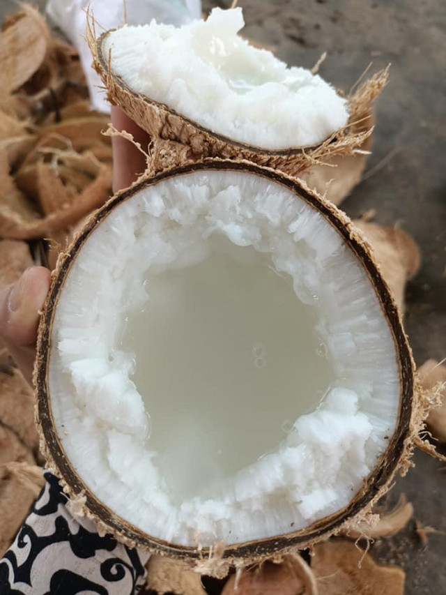 300.000 đồng/quả dừa sáp vẫn được săn đón bất chấp COVID-19 - Hình 2 300.000 dong/qua dua sap van duoc san don bat chap COVID-19-Hinh-2