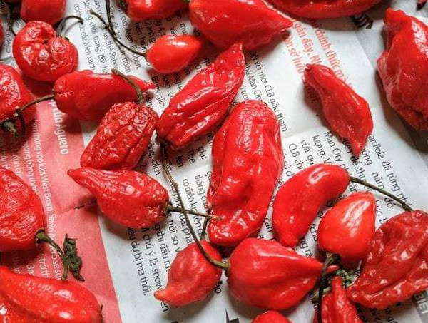 Ớt rớt giá rẻ như cho, riêng loại này vẫn có giá cao ngất - Hình 2 Ot rot gia re nhu cho, rieng loai nay van co gia cao ngat-Hinh-2