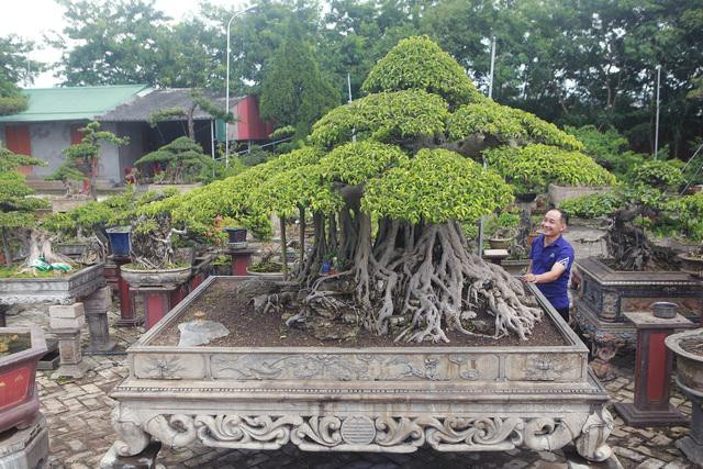 Những cây sanh thô ráp được hét giá tiền tỷ sau chục năm tạo tác - Hình 5 Nhung cay sanh tho rap duoc het gia tien ty sau chuc nam tao tac-Hinh-5