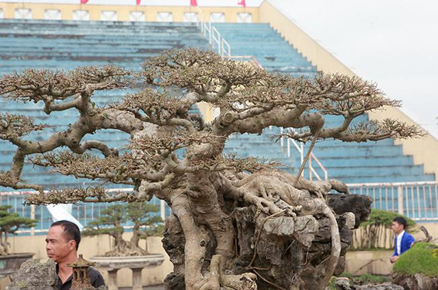Những cây sanh thô ráp được hét giá tiền tỷ sau chục năm tạo tác - Hình 3 Nhung cay sanh tho rap duoc het gia tien ty sau chuc nam tao tac-Hinh-3