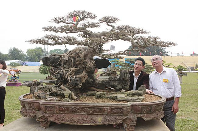 Những cây sanh thô ráp được hét giá tiền tỷ sau chục năm tạo tác - Hình 2 Nhung cay sanh tho rap duoc het gia tien ty sau chuc nam tao tac-Hinh-2