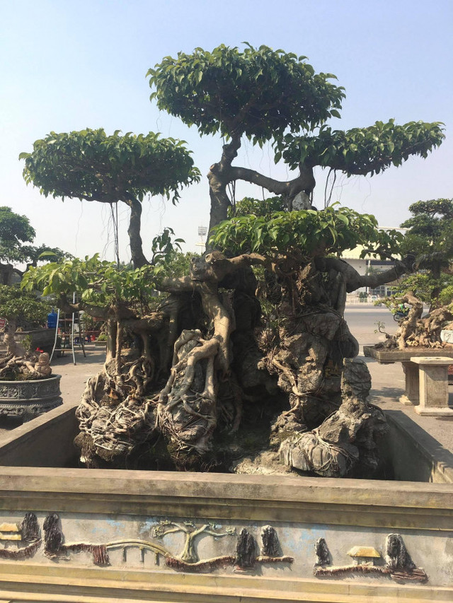 Sanh cổ ôm đá thế đẹp lạ, hút đại gia chơi cây cảnh - Hình 2 Sanh co om da the dep la, hut dai gia choi cay canh-Hinh-2