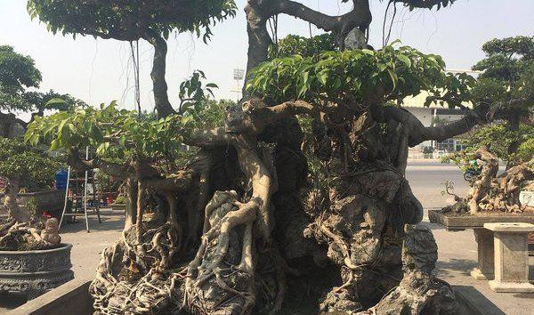 Sanh cổ ôm đá thế đẹp lạ, hút đại gia chơi cây cảnh - Hình 3 Sanh co om da the dep la, hut dai gia choi cay canh-Hinh-3