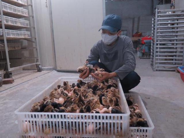 Người chăn nuôi khóc ròng vì đổ cả vạn con gà xuống ao cho cá ăn Nguoi chan nuoi khoc rong vi do ca van con ga xuong ao cho ca an