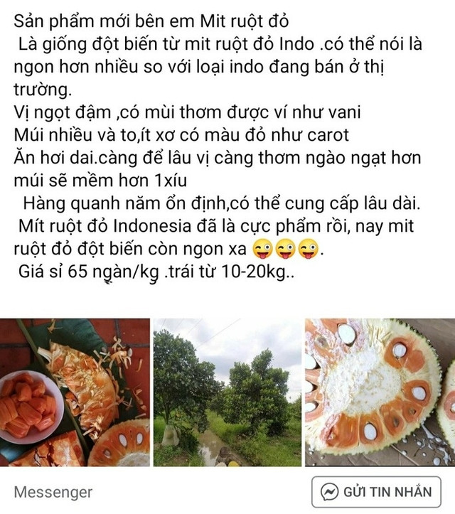 Mít ruột đỏ giá cao gấp 10 lần mít Thái vẫn cháy hàng - Hình 2 Mit ruot do gia cao gap 10 lan mit Thai van chay hang-Hinh-2