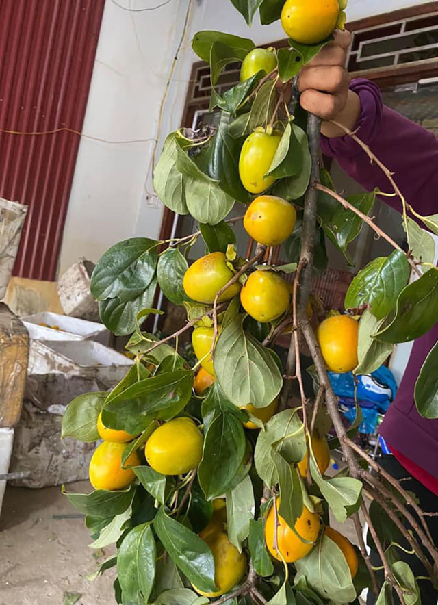 Rước cành hồng quả trên núi về nhà, ngồi chờ chín hái ăn dần - Hình 2 Ruoc canh hong qua tren nui ve nha, ngoi cho chin hai an dan-Hinh-2
